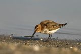 Biegus zmienny, Calidris alpina