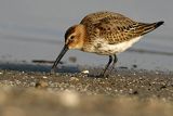 Biegus zmienny, Calidris alpina