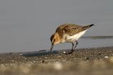 Biegus zmienny, Calidris alpina