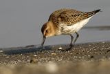 Biegus zmienny, Calidris alpina