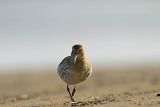 Biegus zmienny, Calidris alpina