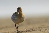 Biegus zmienny, Calidris alpina