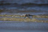 Biegus zmienny, Calidris alpina