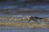 Biegus zmienny, Calidris alpina
