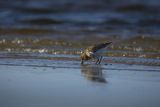 Biegus zmienny, Calidris alpina