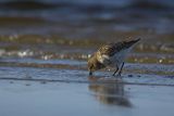 Biegus zmienny, Calidris alpina