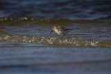 Biegus zmienny, Calidris alpina