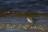 Biegus zmienny, Calidris alpina