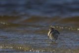 Biegus zmienny, Calidris alpina