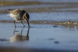 Biegus zmienny, Calidris alpina