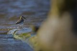 Biegus zmienny, Calidris alpina