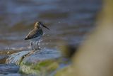 Biegus zmienny, Calidris alpina