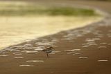 Biegus zmienny, Calidris alpina i meduzy na plaży