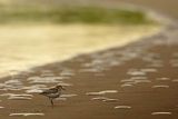 Biegus zmienny, Calidris alpina i meduzy na plaży