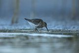 Biegus zmienny, Calidris alpina