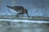 Biegus zmienny, Calidris alpina