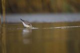 Biegus zmienny, Calidris alpina