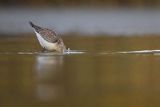 Biegus zmienny, Calidris alpina