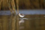 Biegus zmienny, Calidris alpina