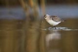 Biegus zmienny, Calidris alpina
