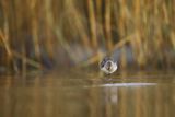 Biegus zmienny, Calidris alpina
