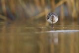 Biegus zmienny, Calidris alpina