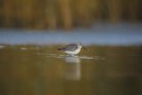 Biegus zmienny, Calidris alpina