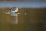 Biegus zmienny, Calidris alpina