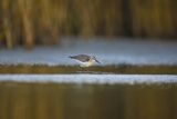 Biegus zmienny, Calidris alpina