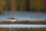 Biegus zmienny, Calidris alpina