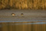 Biegus zmienny, Calidris alpina