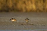 Biegus zmienny, Calidris alpina