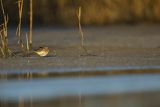 Biegus zmienny, Calidris alpina