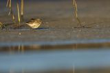 Biegus zmienny, Calidris alpina