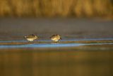 Biegus zmienny, Calidris alpina
