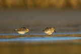 Biegus zmienny, Calidris alpina