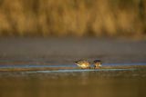 Biegus zmienny, Calidris alpina