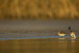 Biegus zmienny, Calidris alpina