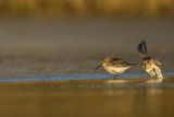 Biegus zmienny, Calidris alpina