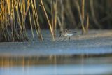 Biegus zmienny, Calidris alpina
