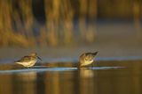 Biegus zmienny, Calidris alpina