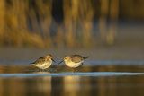 Biegus zmienny, Calidris alpina