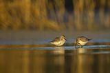 Biegus zmienny, Calidris alpina