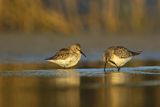 Biegus zmienny, Calidris alpina