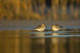 Biegus zmienny, Calidris alpina