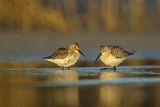 Biegus zmienny, Calidris alpina