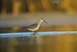 Biegus zmienny, Calidris alpina