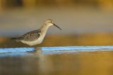 Biegus zmienny, Calidris alpina