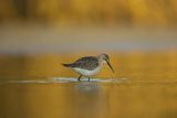 Biegus zmienny, Calidris alpina