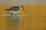 Biegus zmienny, Calidris alpina